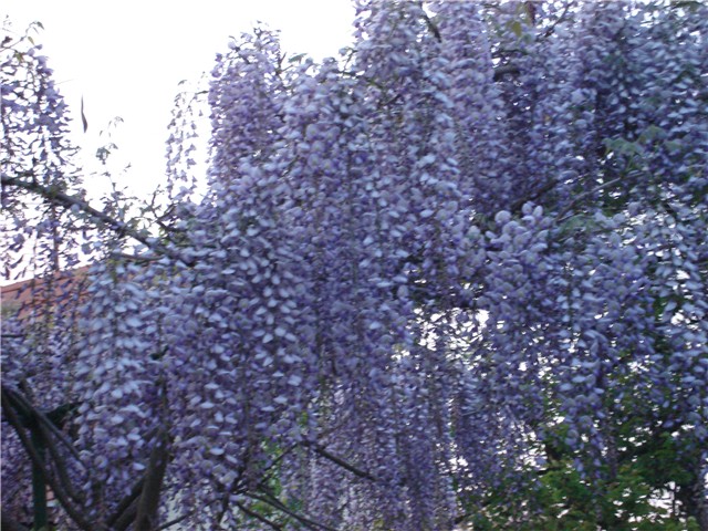 glicinija